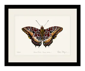 Black Bordered Charaxes Print